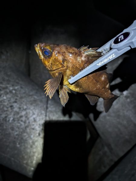 陸っぱり釣行記