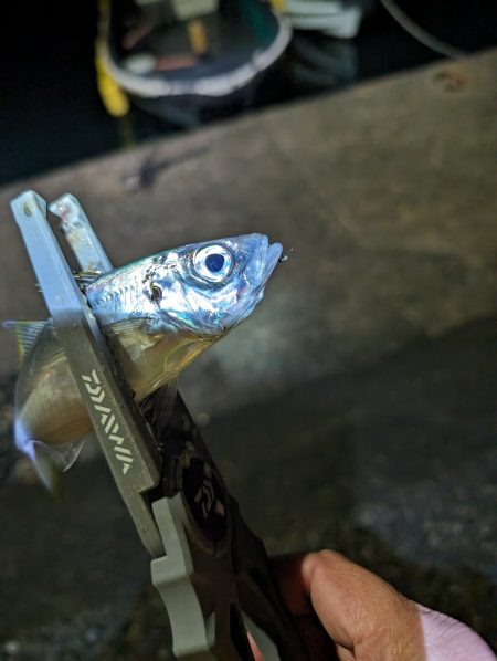 陸っぱり釣行記