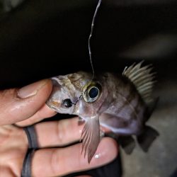 かぼちゃ島メバル🐟