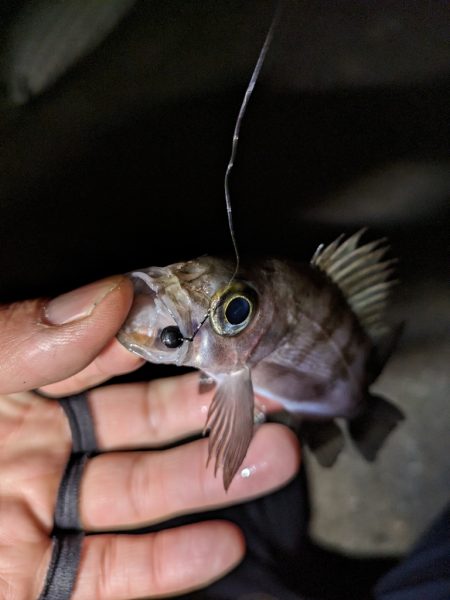 かぼちゃ島メバル🐟