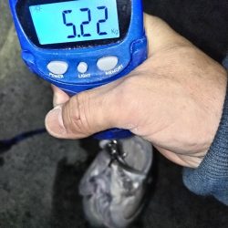 今年初の鰤！釣れました!