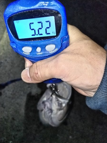 今年初の鰤！釣れました!