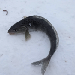 北海道積丹古平漁港でホッケ!!