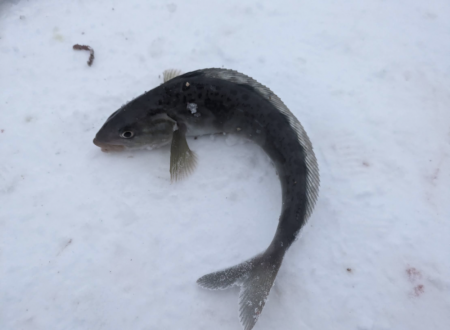 北海道積丹古平漁港でホッケ!!