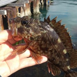 ファーストフィッシュはガシラ