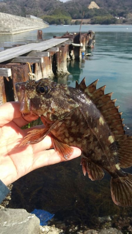 ファーストフィッシュはガシラ