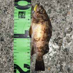 家出メバリング