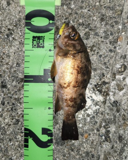 家出メバリング