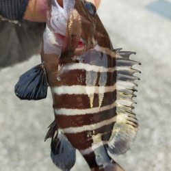 夕マヅメ/ライトルアー