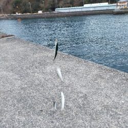 カタボシイワシの群れに水鳥が…