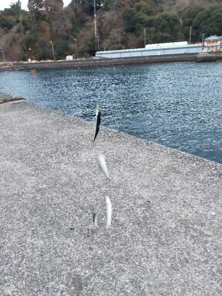 カタボシイワシの群れに水鳥が…