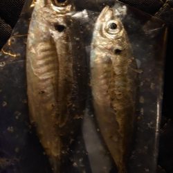 かなり久しぶりにやりましてん！