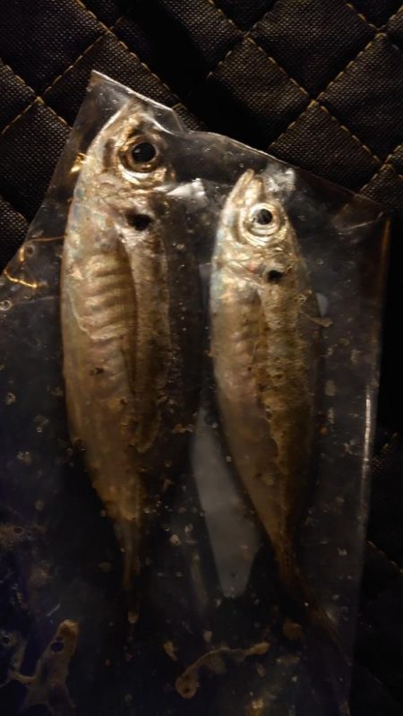 かなり久しぶりにやりましてん！