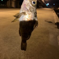 クーのぼっち釣行記!