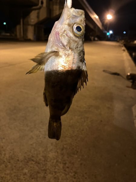 クーのぼっち釣行記!