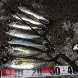 今期最大サイズ