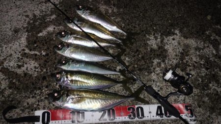 今期最大サイズ