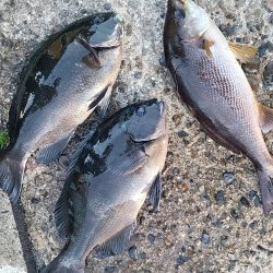 和歌山市江(吉丸渡船)でグレ釣り