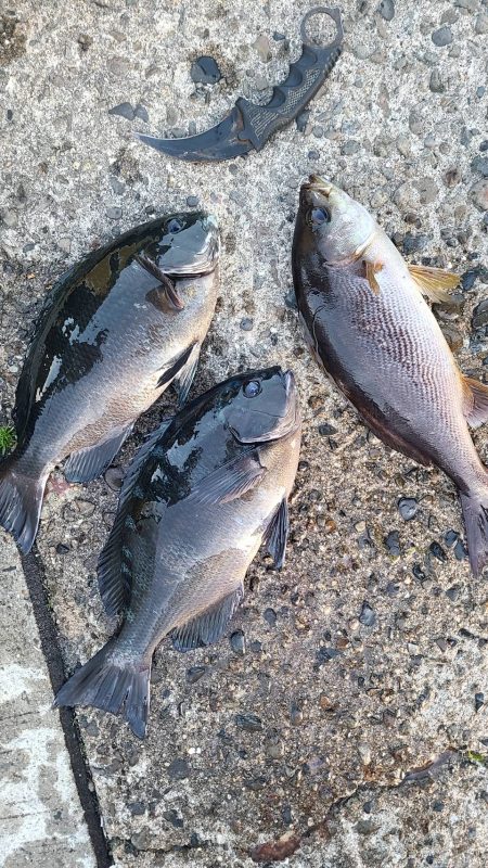 和歌山市江(吉丸渡船)でグレ釣り