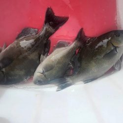 和歌山市江（吉丸渡船）でグレ釣り