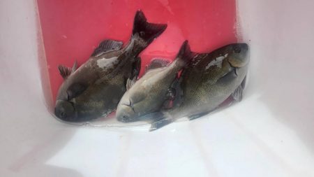 和歌山市江（吉丸渡船）でグレ釣り