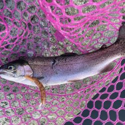 釣食浪漫 ~パターンを見極めろ!~