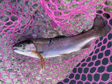 釣食浪漫 ~パターンを見極めろ!~