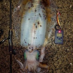 モンスター降臨IN対馬