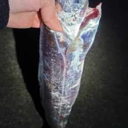 さすがに、もう厳しい様です