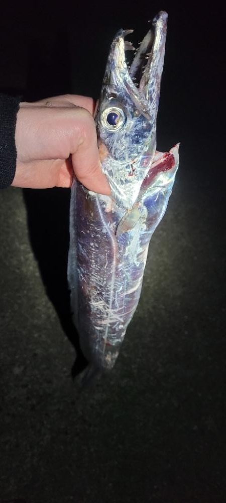 さすがに、もう厳しい様です