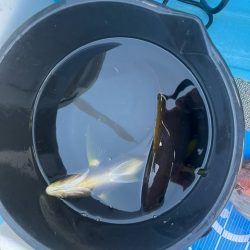 鹿児島のノッコミ真鯛を釣ってきました