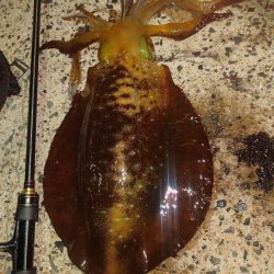 ナイトエギングIN対馬