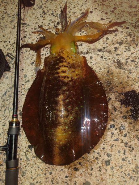 ナイトエギングIN対馬