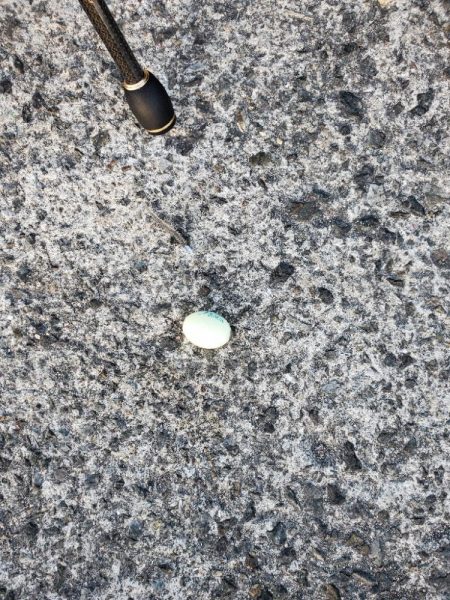 完全に遅刻からの今季最大のアジ