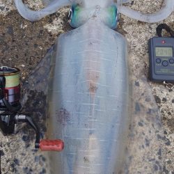 バレンタインモンスター降臨IN対馬