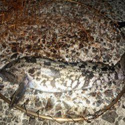 どでかいアイナメ