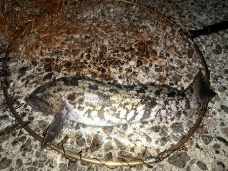 どでかいアイナメ