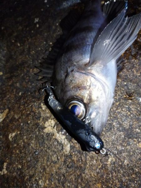 メバルプラッギング