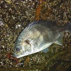 シーバス、キビレ