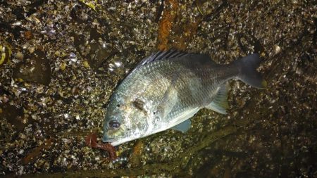 シーバス、キビレ