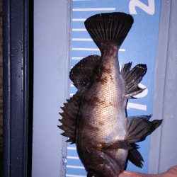 雨中メバリング