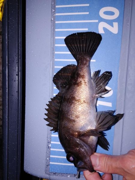 雨中メバリング