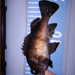 激渋メバリング