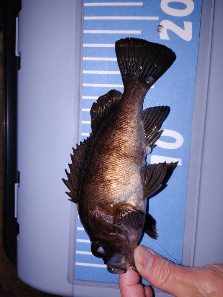 激渋メバリング