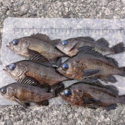 泉佐野食品コンビナートでメバル