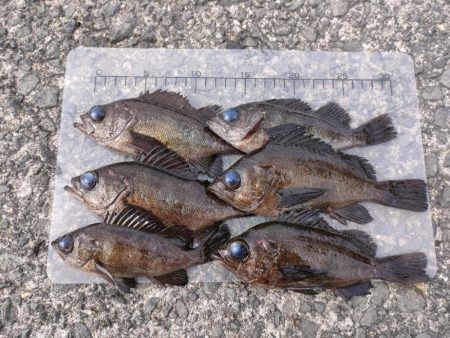 泉佐野食品コンビナートでメバル