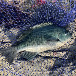 たかたかの釣り日記