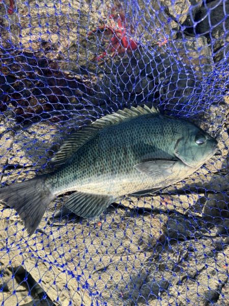 たかたかの釣り日記