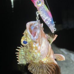 初ホタルイカ&ホタルイカパターン