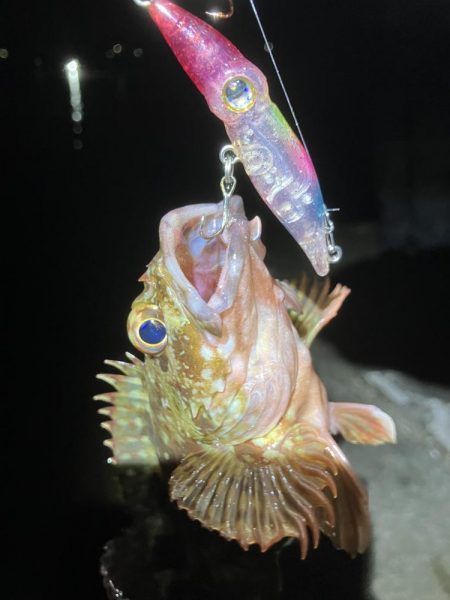 初ホタルイカ&ホタルイカパターン